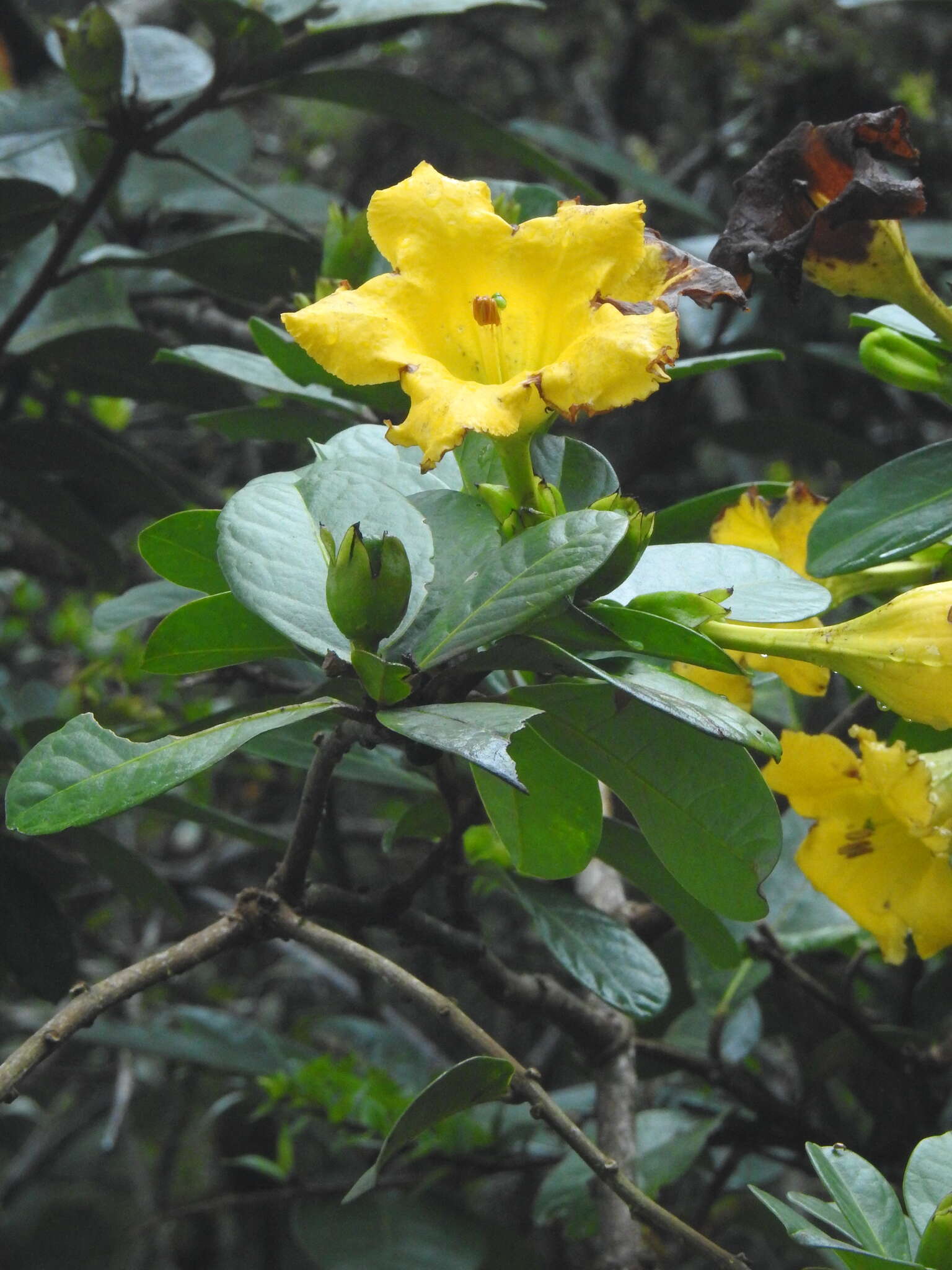 Слика од Schultesianthus coriaceus (O. Kuntze) A. T. Hunziker