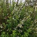 صورة Spiraea thunbergii Sieb. ex Bl.