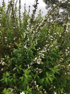 Image de Spiraea thunbergii Sieb. ex Bl.