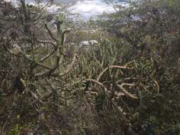 Image of cane cactus