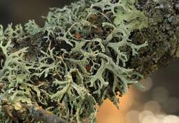 Image of ring lichen