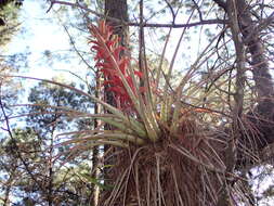 Imagem de Tillandsia carlos-hankii Matuda