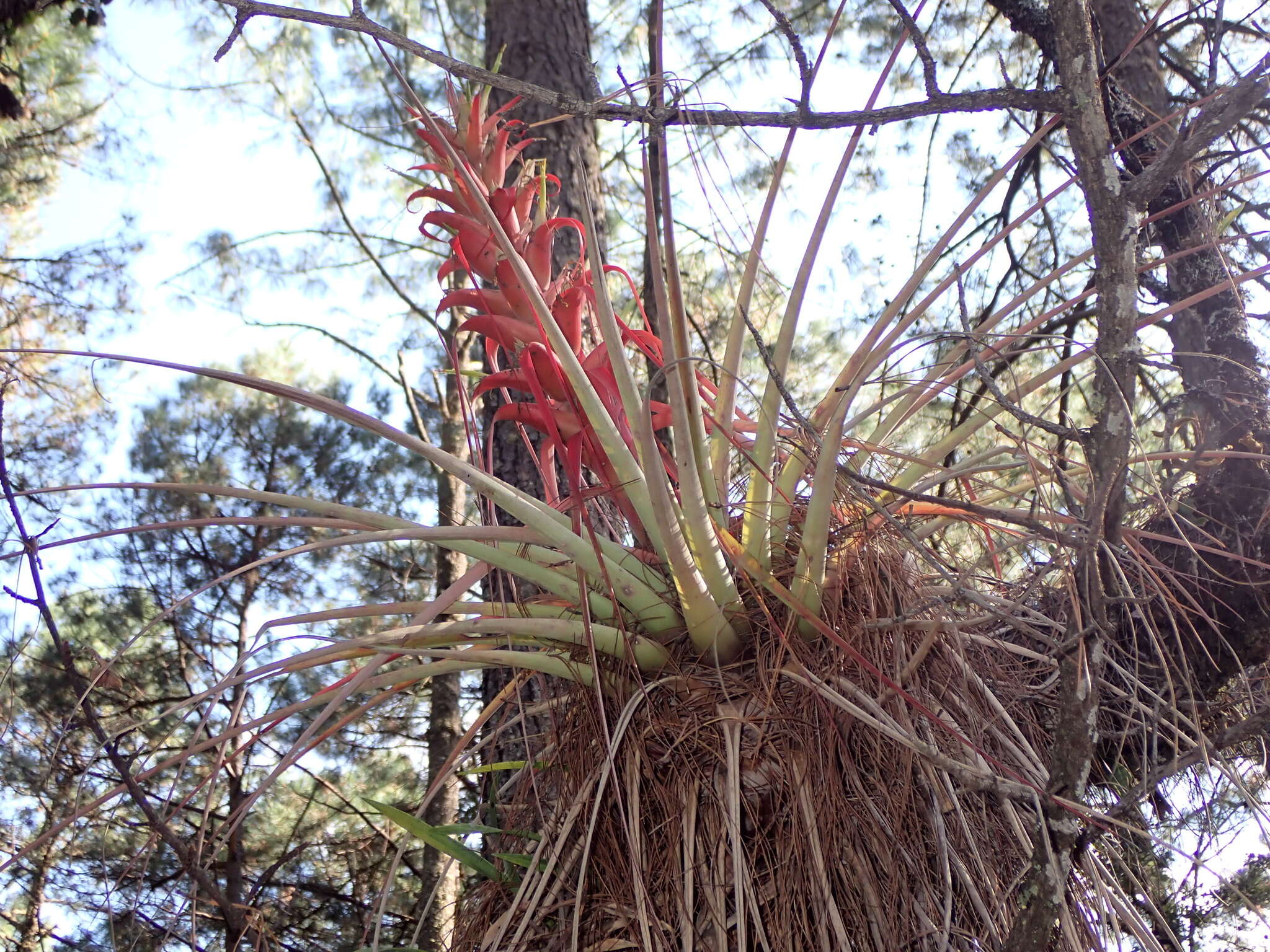 Image de Tillandsia carlos-hankii Matuda