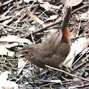 Imagem de Pycnoptilus floccosus Gould 1851