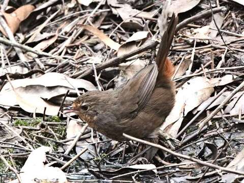 Слика од Pycnoptilus Gould 1851