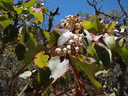 Arbutus xalapensis Kunth resmi