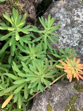 Image of Euphorbia azorica Hochst.