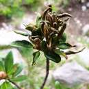 Image of Rhododendron-spruce needle rust