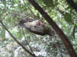 Image of Temminck's Sunbird