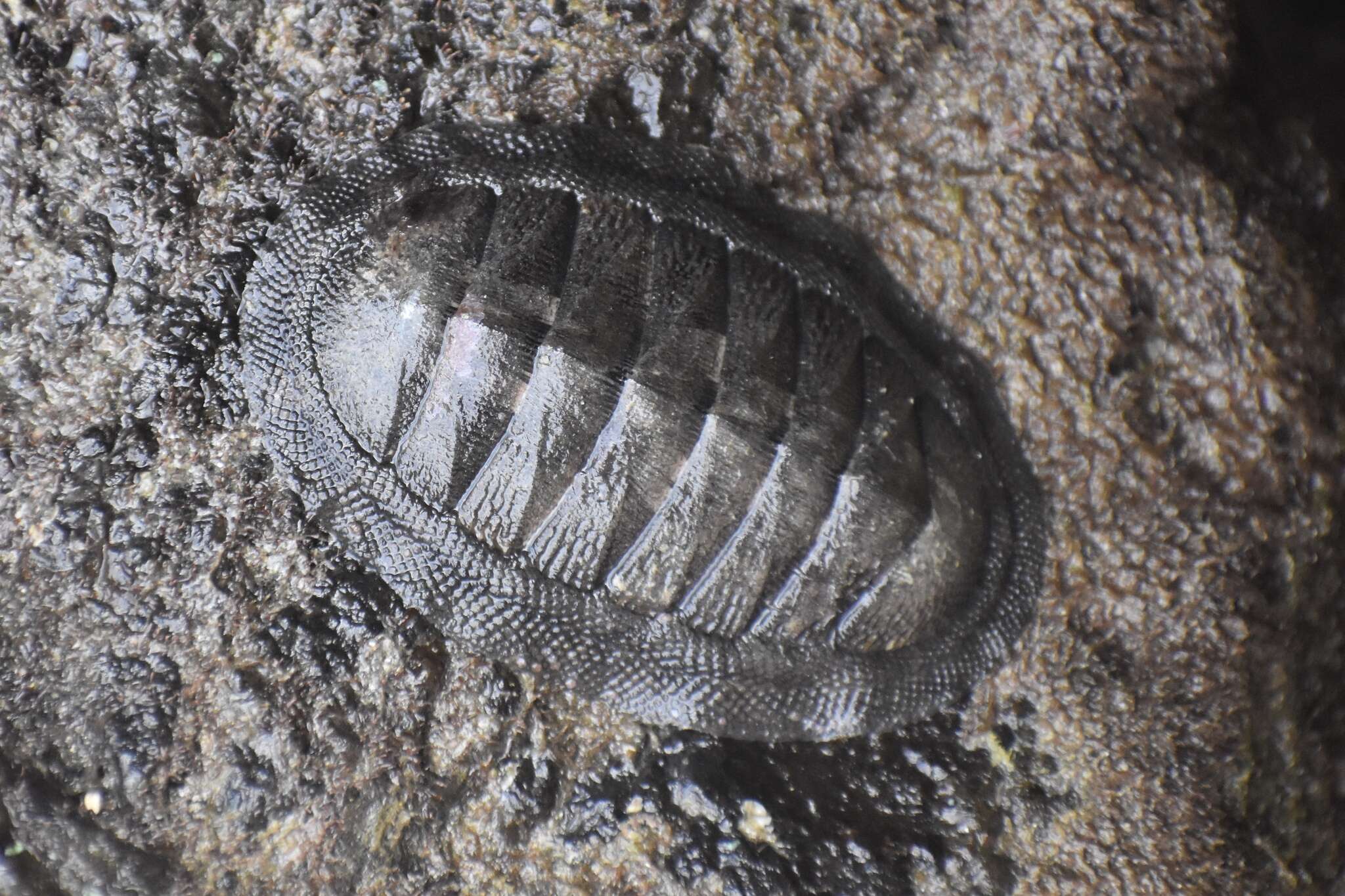 Sivun Chiton stokesii Broderip 1832 kuva