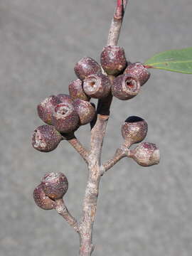 Image of Faulconbridge Mallee Ash