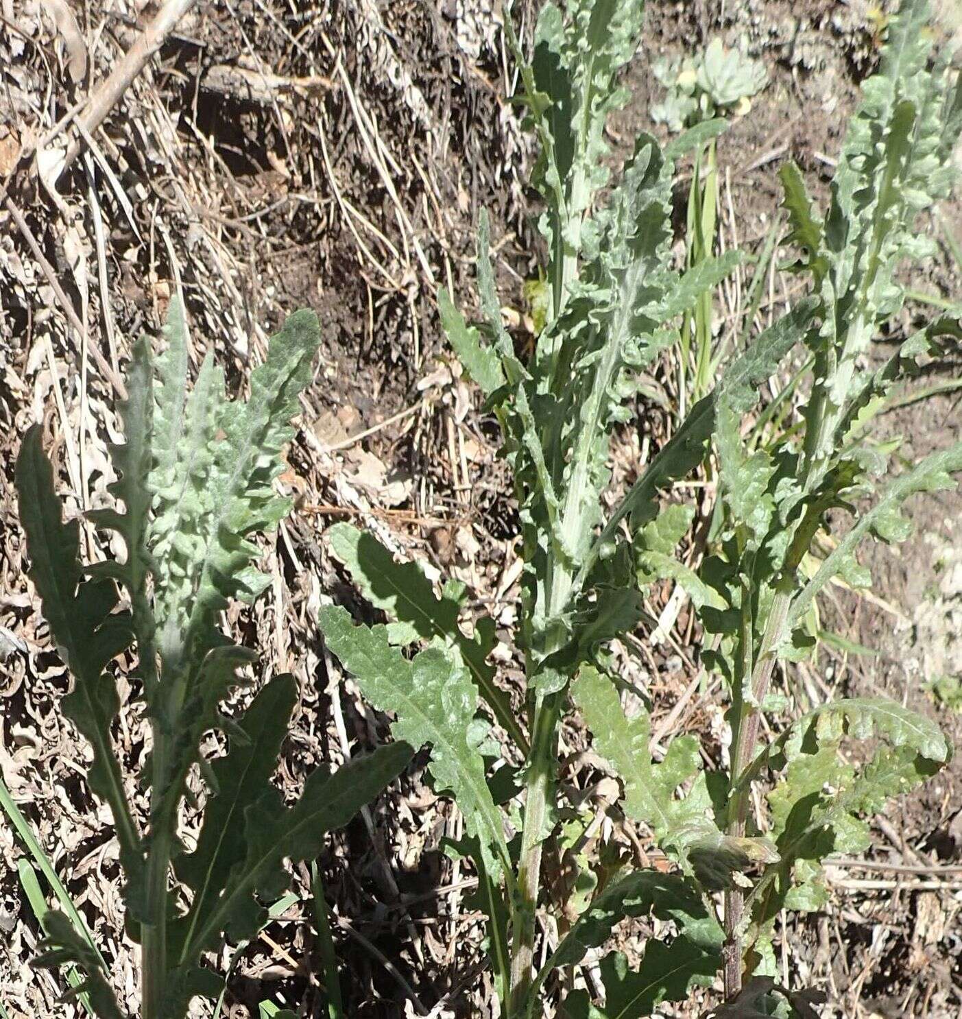 Image of Senecio glomeratus subsp. glomeratus