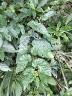 Image of Begonia longifolia Blume