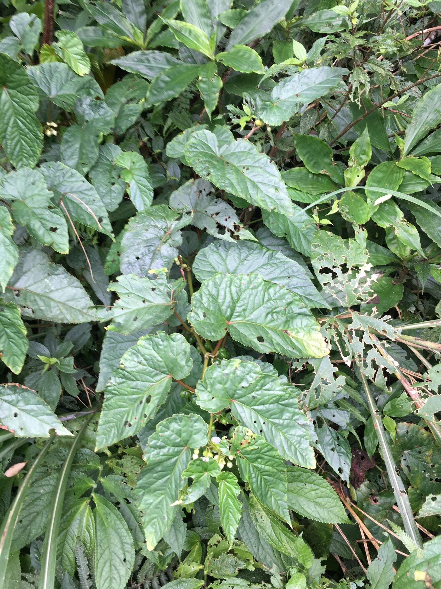 Image of Begonia longifolia Blume