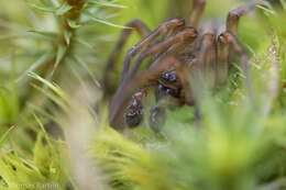 Image of Callobius pictus (Simon 1884)