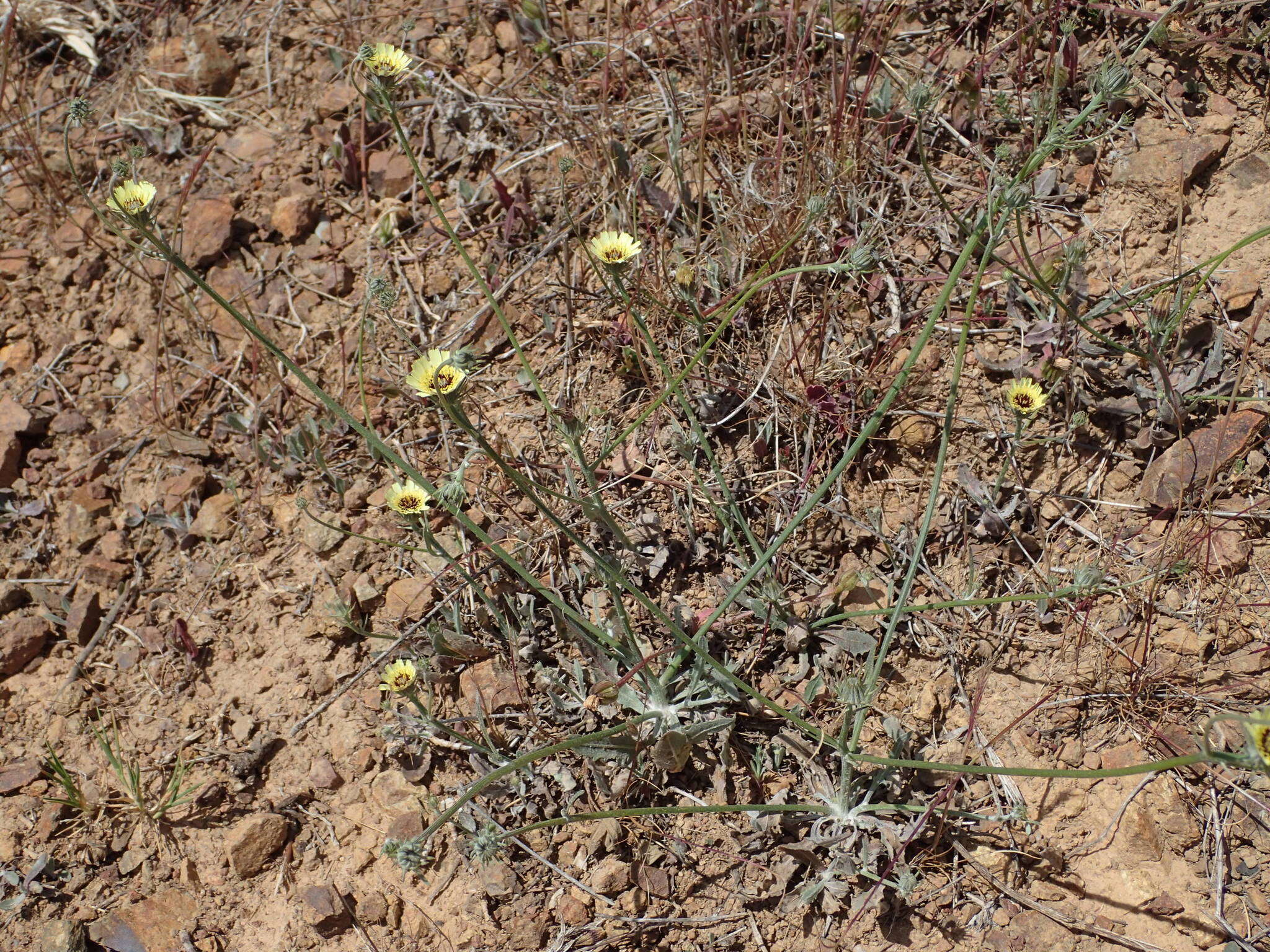 Imagem de Tolpis umbellata Bert.