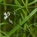 Sivun Vicia acutifolia Elliott kuva