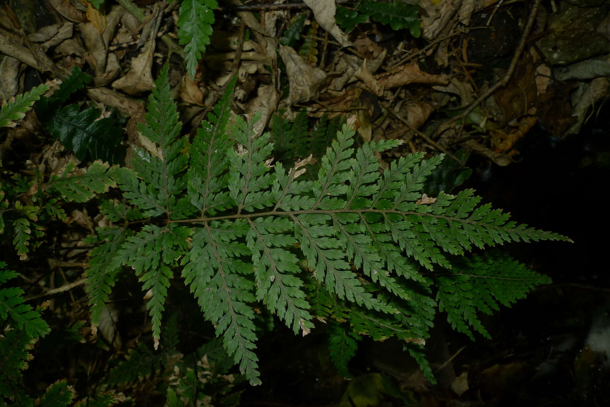 Image of Parapolystichum glabellum (A. Cunn.) Labiak, Sundue & R. C. Moran