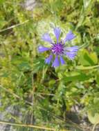 Image of Centaurea cyanoides Berggren & Wahlenb.