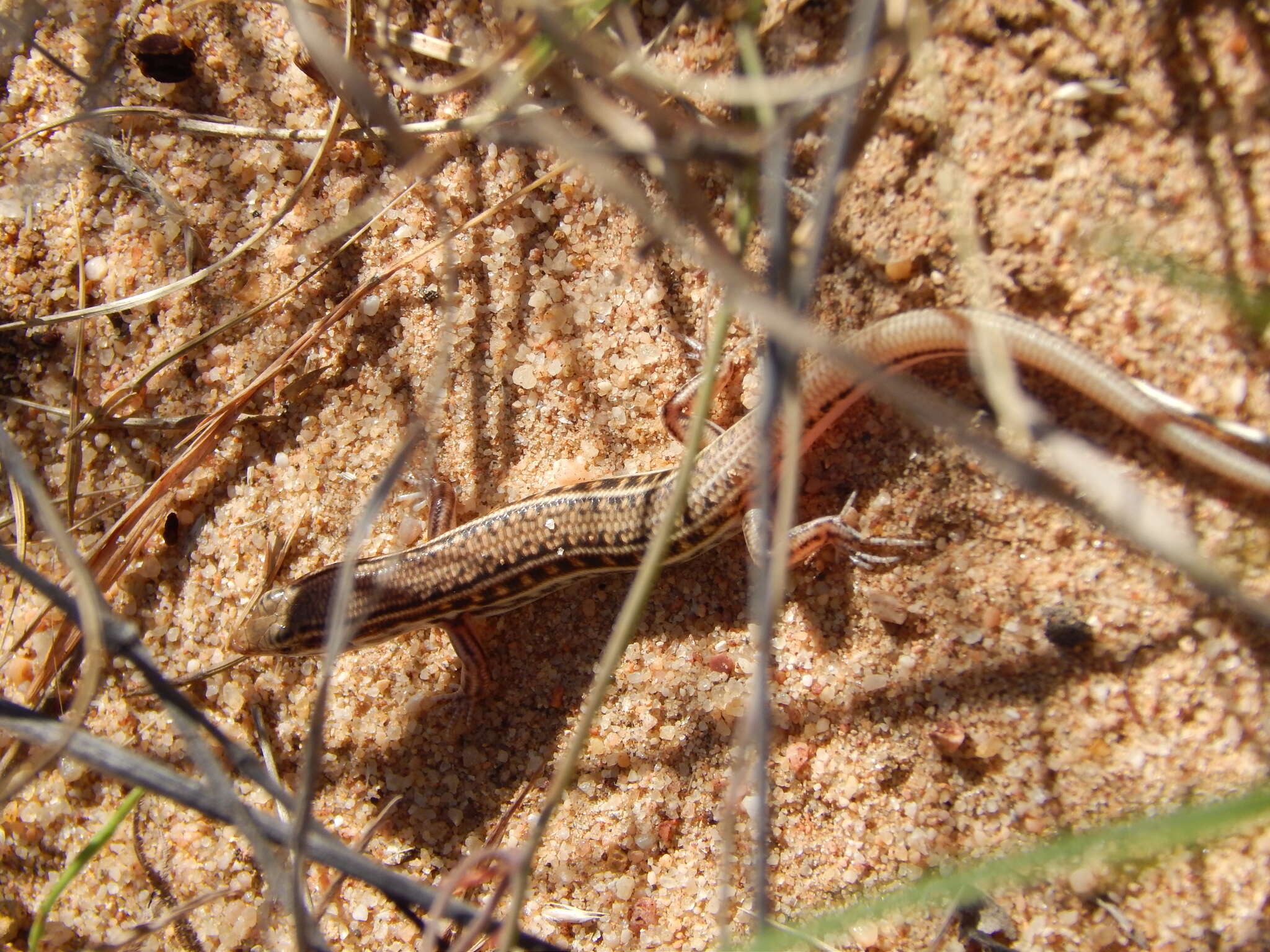 Image of Eastern Barred Wedge-snout Ctenotus