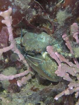 Image of chocolate porcelain crab