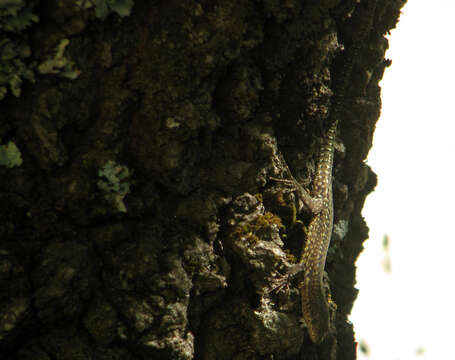 Image of Podarcis guadarramae lusitanicus Geniez et al. 2014