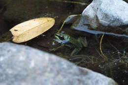 Image of Lithobates bwana (Hillis & de Sá 1988)