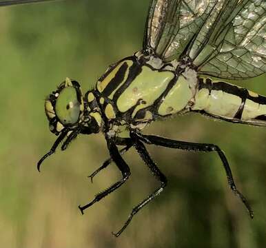 صورة Shaogomphus Chao 1984