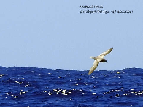 Image of Mottled Petrel