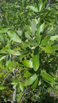 Image of Bluejack Oak