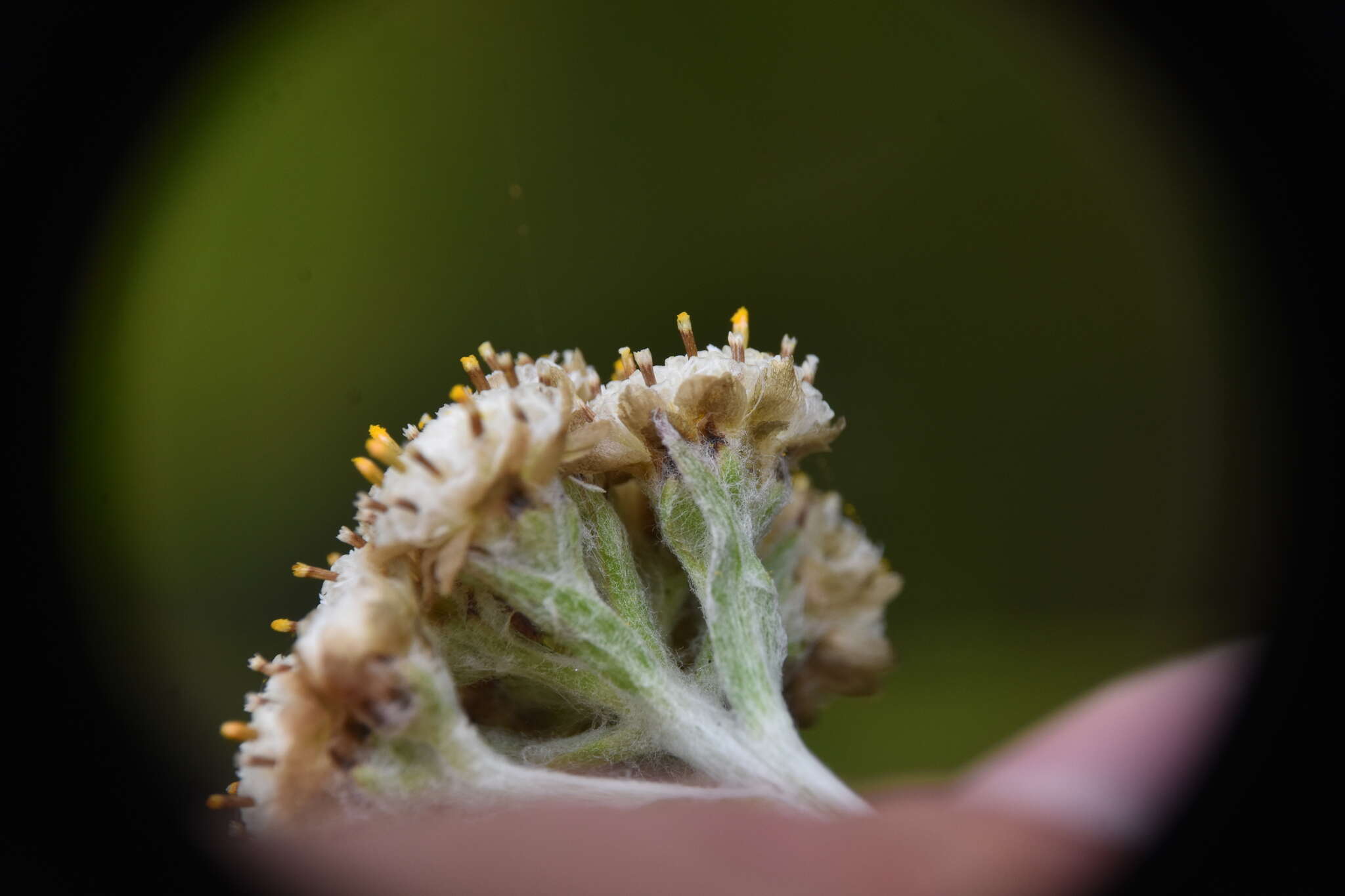 Imagem de Antennaria umbrinella Rydb.