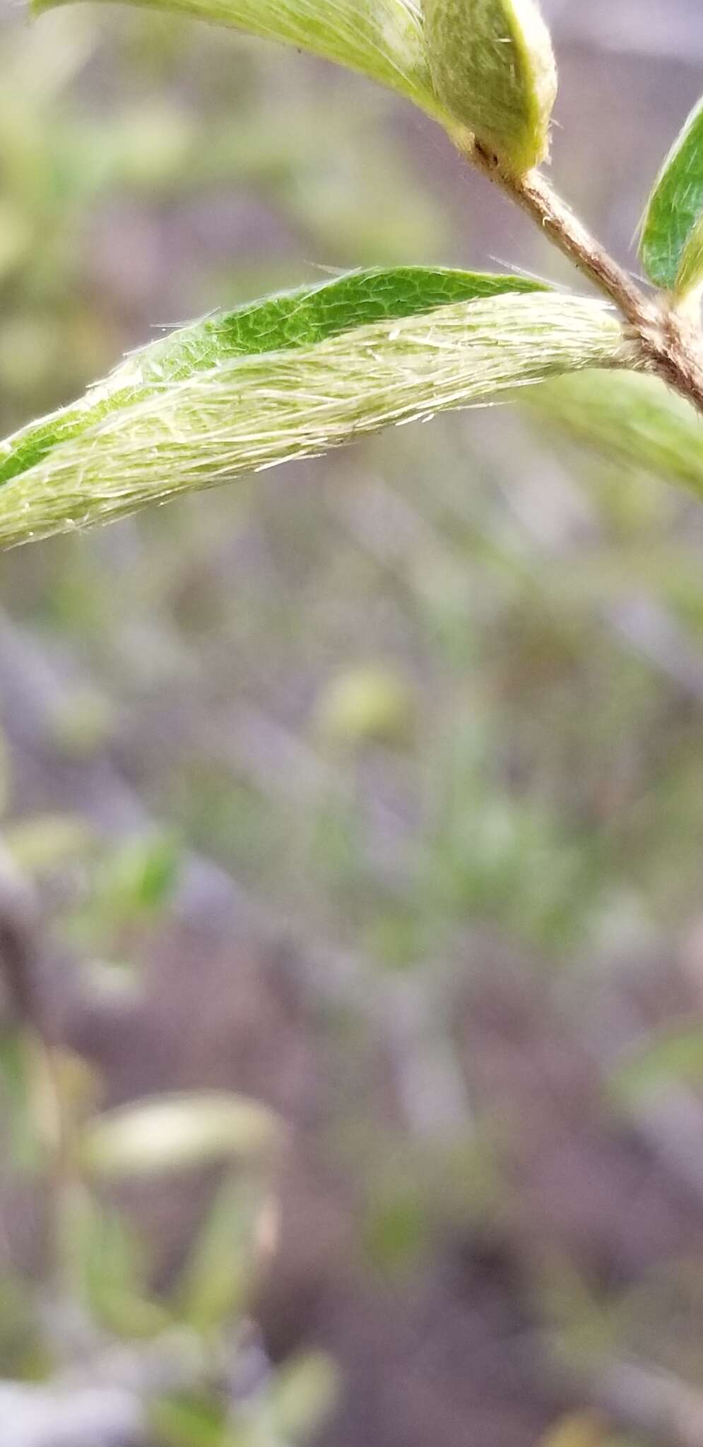 Imagem de Malpighia caribaea F. K. Meyer