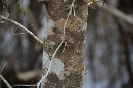 Image of water locust