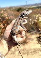 Image of Cope's leopard lizard