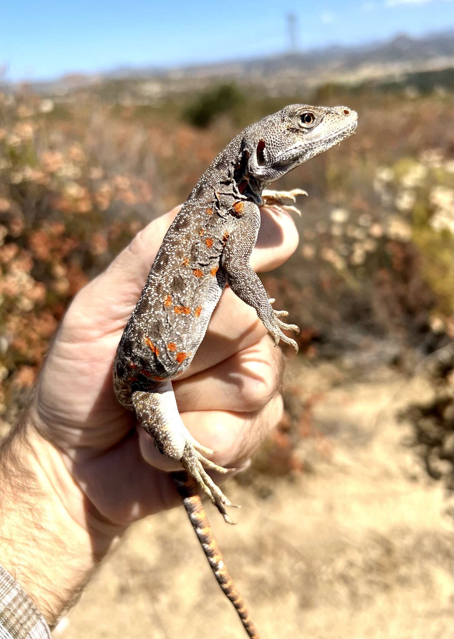 Image of Cope's leopard lizard