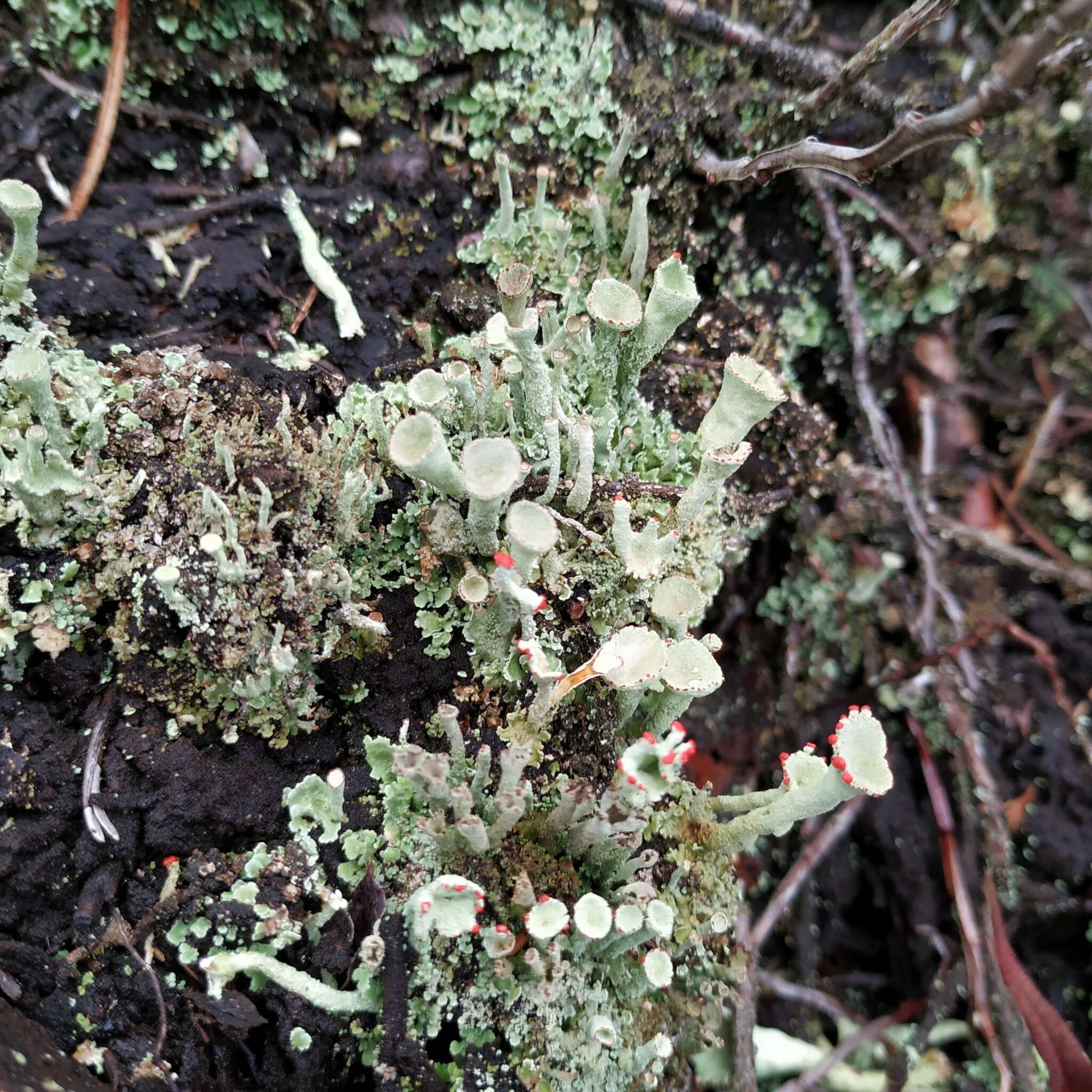 Image of deformed cup lichen