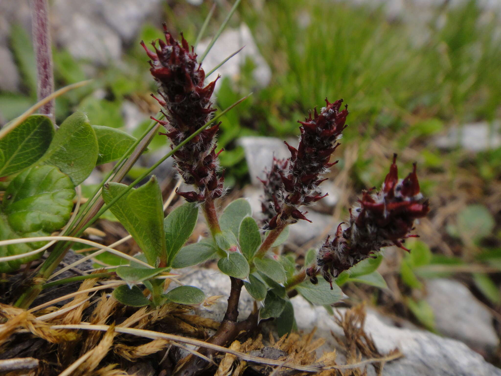 Image of Salix alpina Scop.