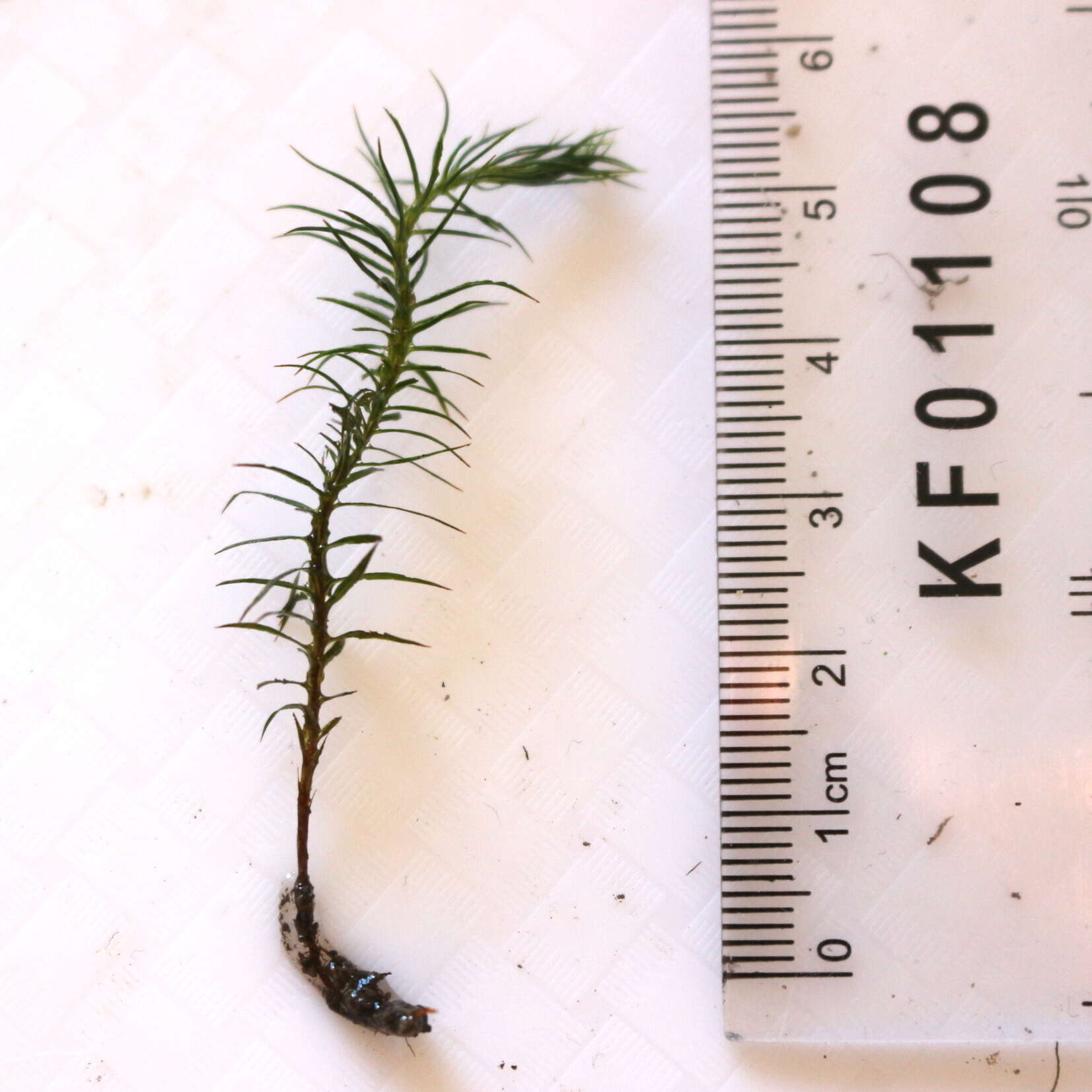 Image of <i>Polytrichum formosum</i>