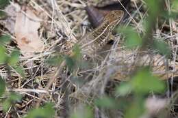 Image of Bunchgrass Lizard