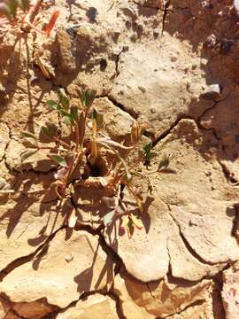 Image of Oxalis dines Ornduff