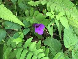 Image of Spotless Violet Torenia