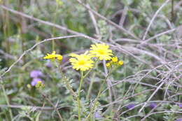 Image of California ragwort