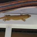 Image of Seychelles Bronze Gecko