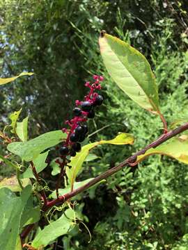 Image of American pokeweed