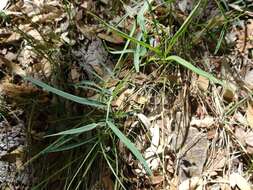 Image of Common Sweet Pea