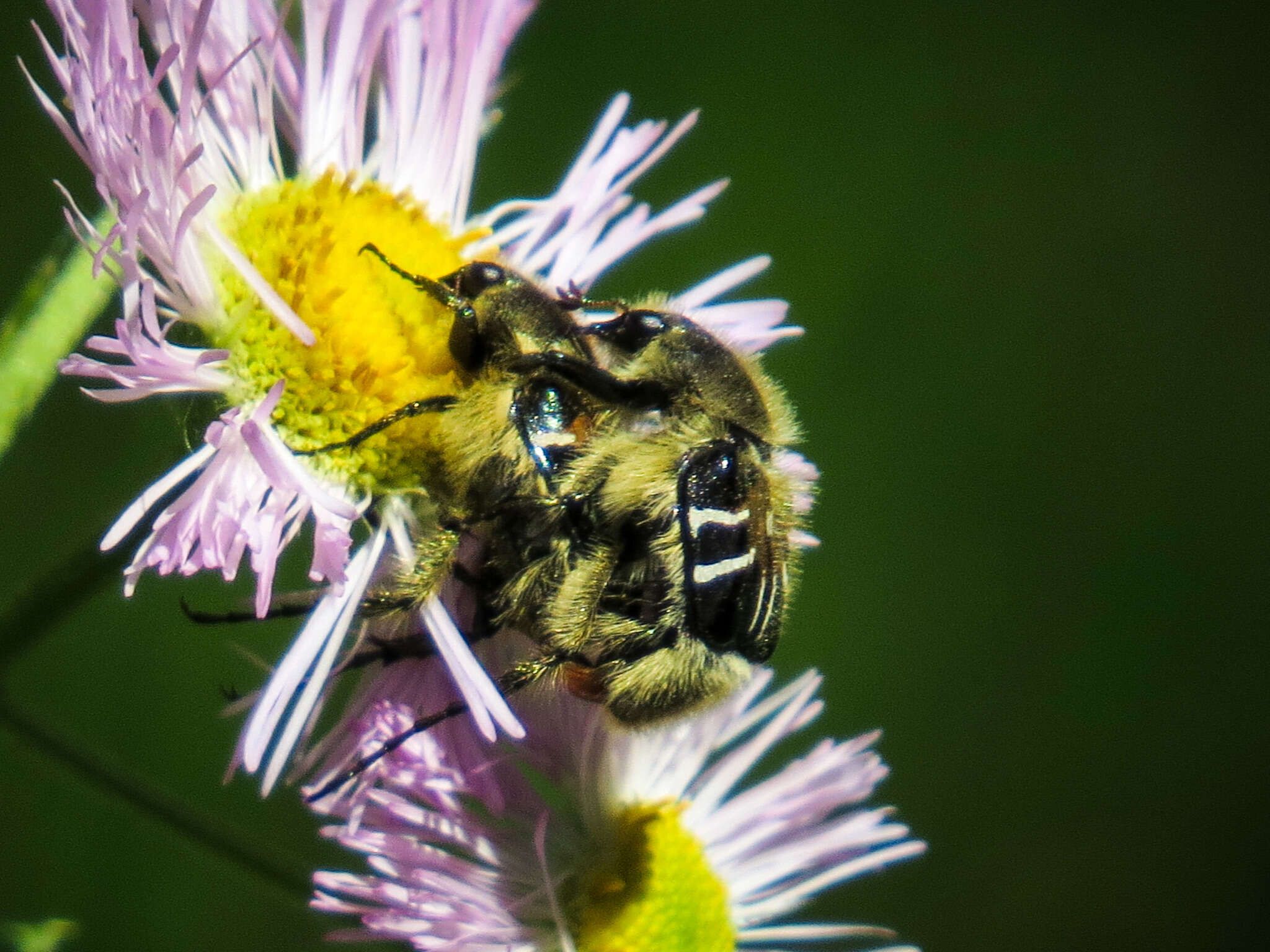 Image of Flower chafer