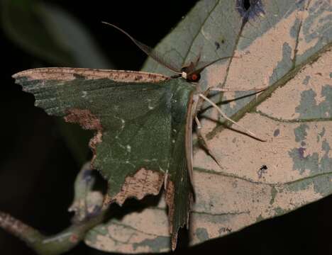 Image of Maxates coelataria Walker 1861