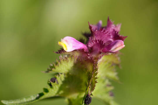 Image of Crested Cow-wheat