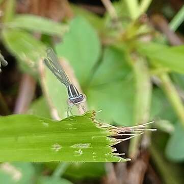 Imagem de Aciagrion occidentale Laidlaw 1919