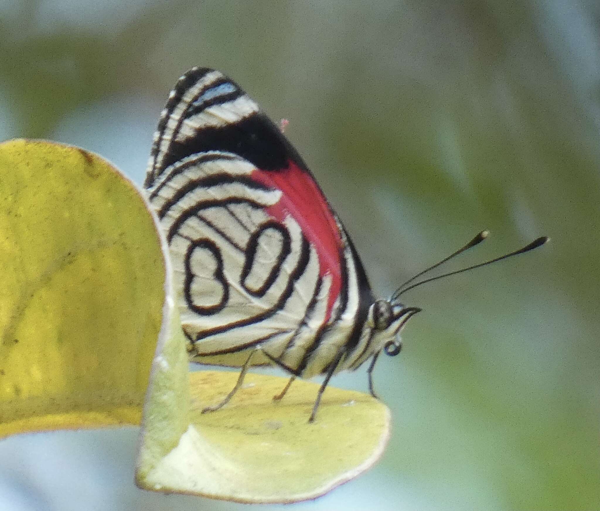 Image of Diaethria candrena Godart 1823